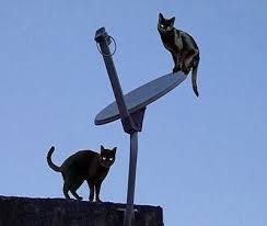 Resultado de imagem para charges - gatonete