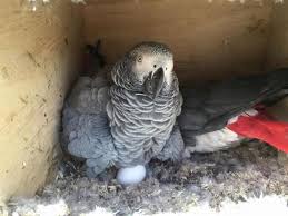 Image result for african grey parrot for sale