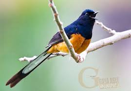 Hasil gambar untuk murai batu