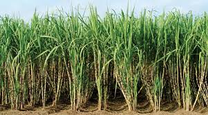 Image result for kalluru sugar factory images