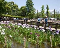 しょうぶ沼公園の花菖蒲の画像