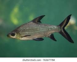 Gambar ikan Balashark Balantiocheilos melanopterus