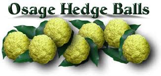 Image result for hedge apples
