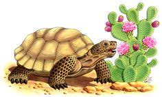 Image result for desert tortoise