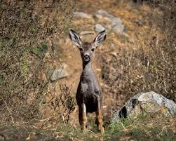 Deer Population Management on Catalina Island