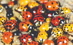 Asian Lady Beetles can be relentless | Shore Home & Garden ...