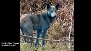 Chernobyl exclusion zone dogs