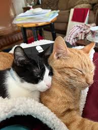 Oreo and Bear￼