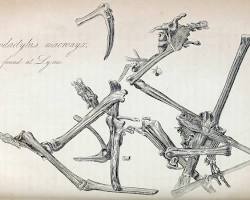 Image of Mary Anning first British Pterosaur Dimorphodon macronyx skeleton 1828