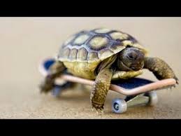 Image result for tortoise