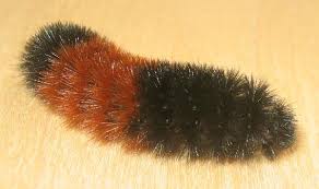 Image result for wooly bears