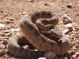 Rattlesnakes in Las Vegas area more active early, late in the day, and overnight