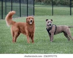 Image of two dogs playing happily