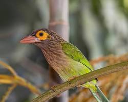 Hình ảnh về Brownheaded Barbet