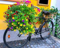bicycle planter