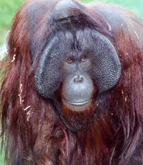 Image result for MONKEYS