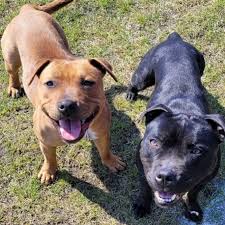NOBILIS BULL FCI: next, we meet another dog breeder from ...