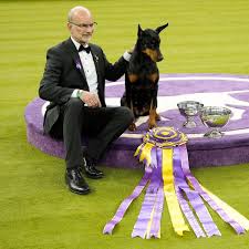 Dobermann «Penny» gewinnt 150. Westminster-Hundeshow in USA ...