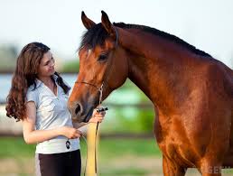 Image result for HORSE