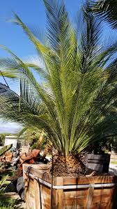 Image result for Macrozamia johnsonii