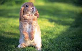 Image result for RABBIT