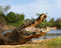 Crocodilo-de-pantanal