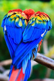 Image result for macaw parrot hd