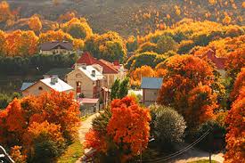 Image result for fall leaves color