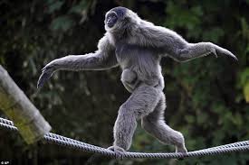 Image result for gibbon