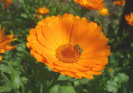 Resultado de imagen de flores medicinales calendula