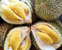 Gambar Durian Musang King