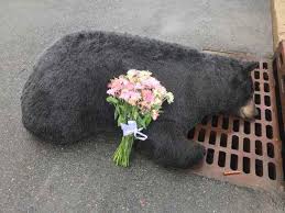 Slikovni rezultat za dead bear