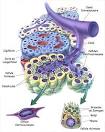 Fonctions du pancras - Service de Chirurgie Digestive et Gnrale