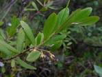 Chamaedaphne calyculata Leather Leaf PFAF Plant Database