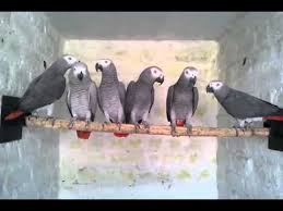 Image result for african grey parrot for sale