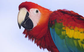 Image result for macaw parrot hd
