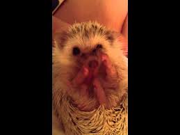 Résultat de recherche d'images pour "row of hedgehogs"