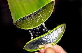 Resultado de imagem para o que é planta babosa