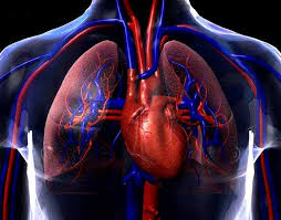 Resultado de imagen para sistema cardiovascular