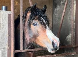 BRYNITHON JACKASS https://www.horsequest.co.uk/advertisment/362652 Klowe Equine Sales & Services Well bred youngster Clean inhand record Well grown