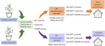 Amplifying Floral Overexpression through Heat-Responsive CRISPR Technologies