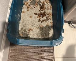 Cat litter box with no poopの画像