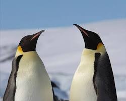 Image of Emperor Penguin