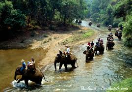 Image result for elephant of thailand