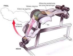 Resultado de imagem para lombar máquina