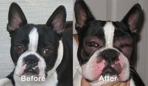 Image result for dogs stung by bees