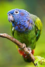 pictures of 2 parrots talking back to ocd worksheets