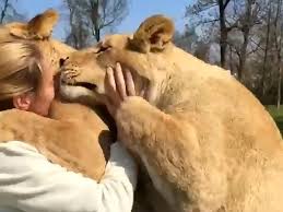 El cariñoso abrazo de dos leonas a su cuidadora tras ...