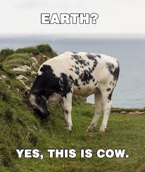 Image result for Animal Meme