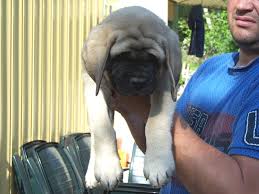 Assisi - Molosser - English Mastiff - Gramses Eva Olsson ... - eva_7weeks_x